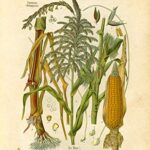 Vintage Botanical Prints | Alcohol Wall Art by Ink Inc. | Bar Art | Corn, Hops, Barley, Wheat, Grapes, Juniper Gin, Sugar Cane, Agave, Wormwood | Set of 6 8×10 Unframed