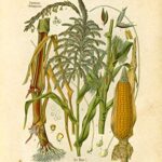 Vintage Botanical Prints | Alcohol Wall Art by Ink Inc. | Bar Art | Corn, Hops, Barley, Wheat, Grapes, Juniper Gin, Sugar Cane, Agave, Wormwood | Set of 6 8×10 Unframed